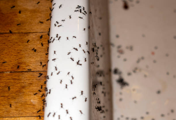 Reliable Stroud, OK Pest Control Solutions